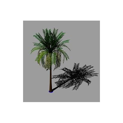 Palmera