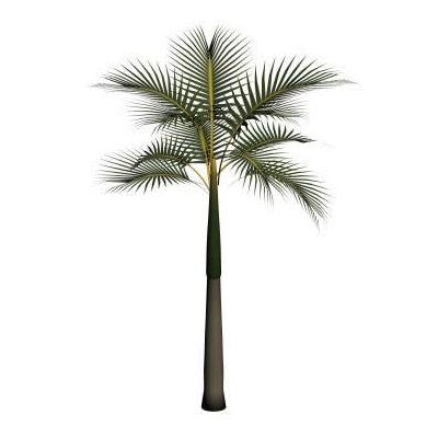 Palmera