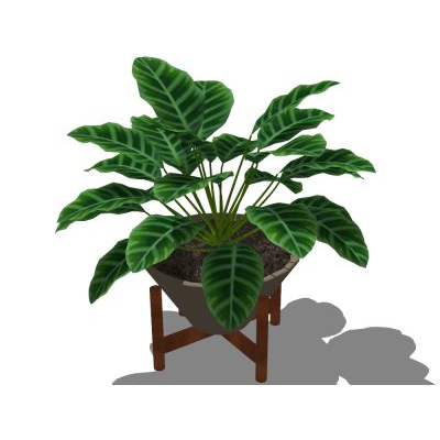 Plantas decorativas de interior texturizadas