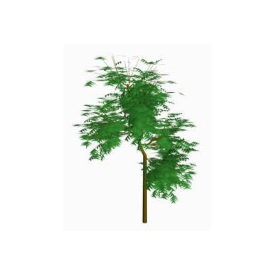 Arbol