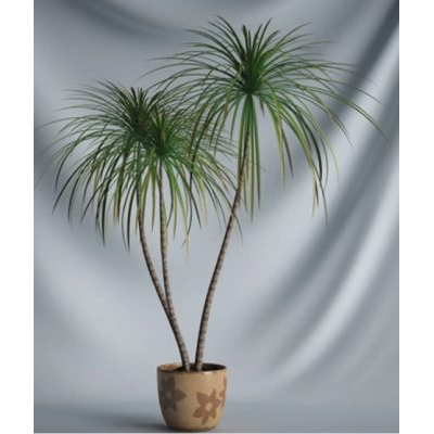 Plantas interiores