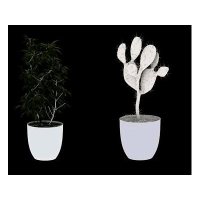 Plantas ornamentales