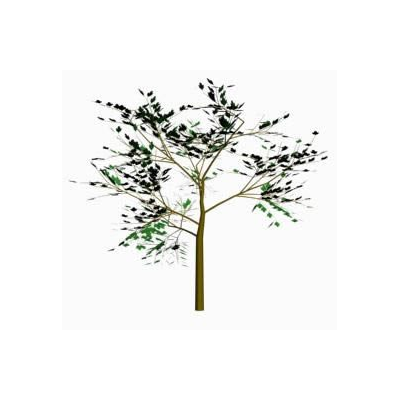 Arbol