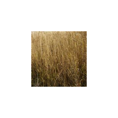 Textura de Campo de Trigo