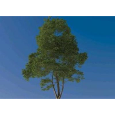 Arbol de alta calidad