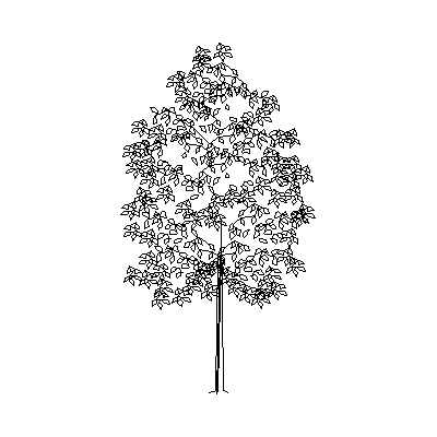Elegante arbol en Alzado 2D