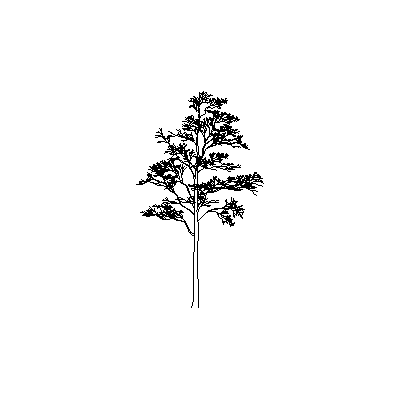 arbol Majestuoso en Alzado