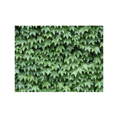 Enredadera