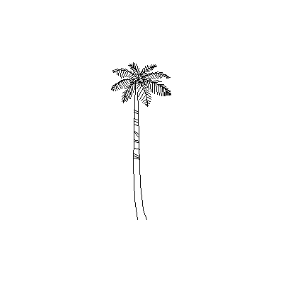 Palmera Tropical en Alzado