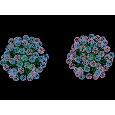 Hydrangea (Hydrangea) in 2D Plan
