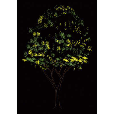 Acacia