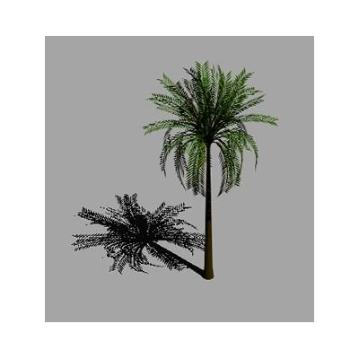 Palmera