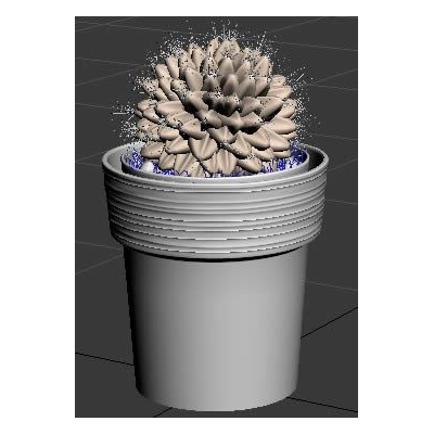 Cactus Elegante en Maceta