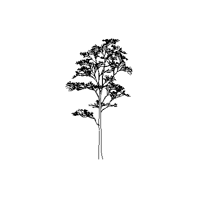 Majestuoso arbol de Alzado