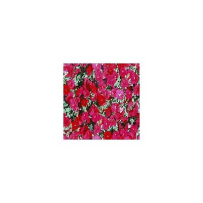 Explosion Floral