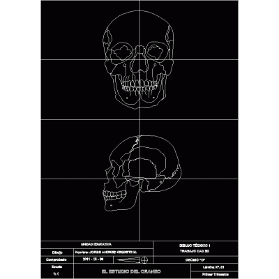 human skull