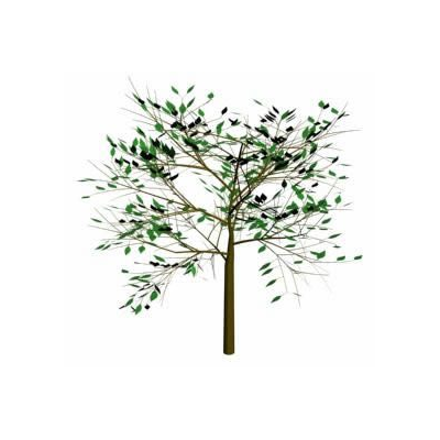 Arbol