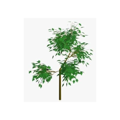 Arbol