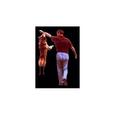 Interazione dinamica: persona e cane