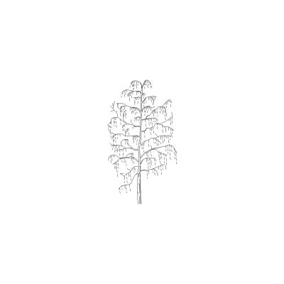 Arbol Visto En Alzado, Mod. 3