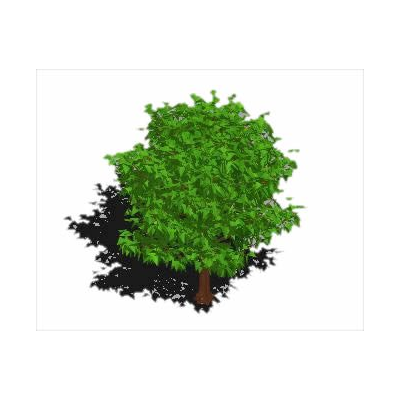 large tree