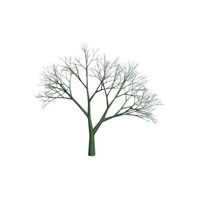 Arbol sin follaje