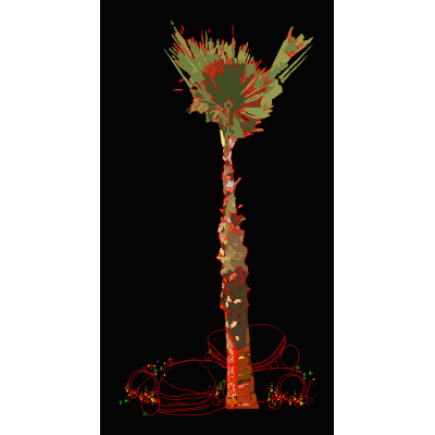 Phoenix canariensis