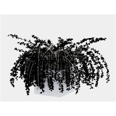 Planta