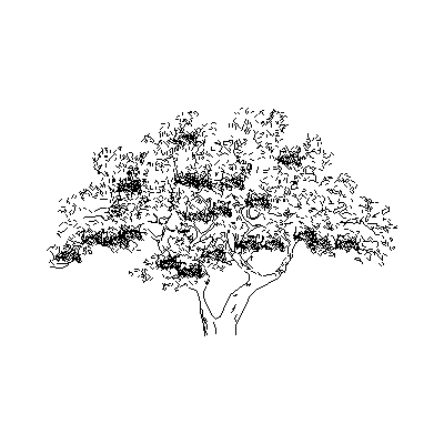 Arbol de olivo