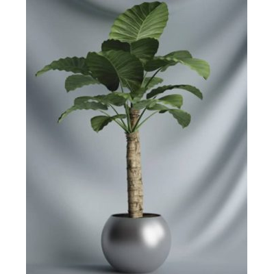 Plantas interiores