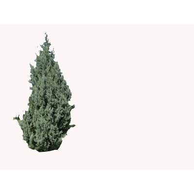Conifera bmp