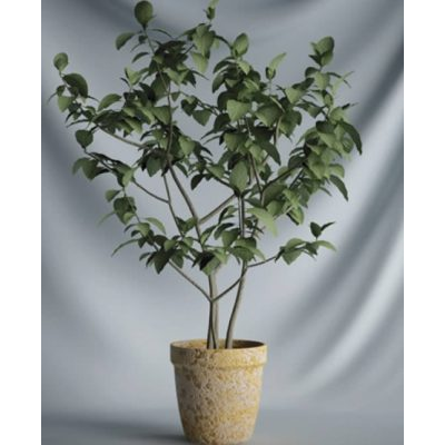 Plantas interiores