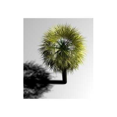 Palmera 3d
