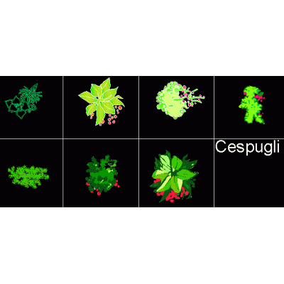 Cespugli - arbustos
