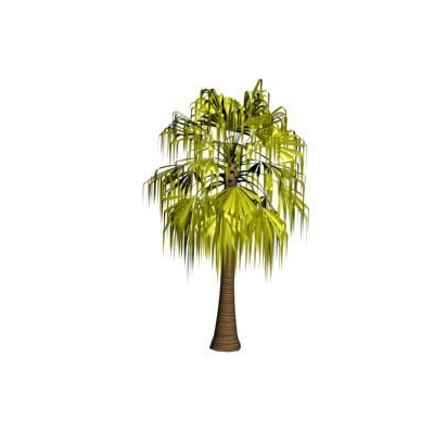 Livistona chinensis