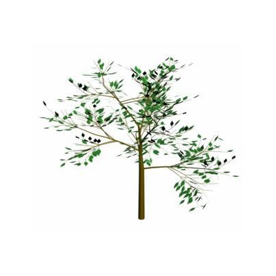 Arbol