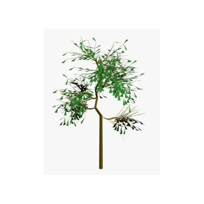 Arbol