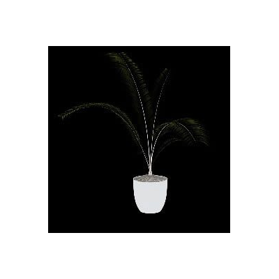Planta decorativa