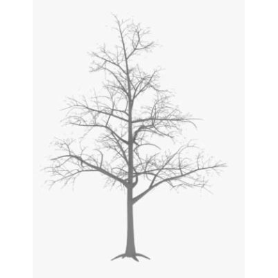 Quercus Petraea Naked