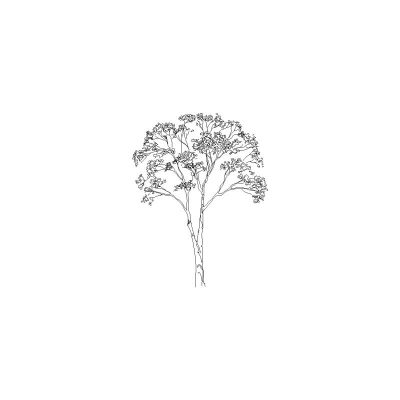 Arbol Visto En Alzado