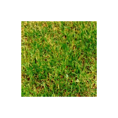Pasto