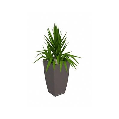Planta de interior