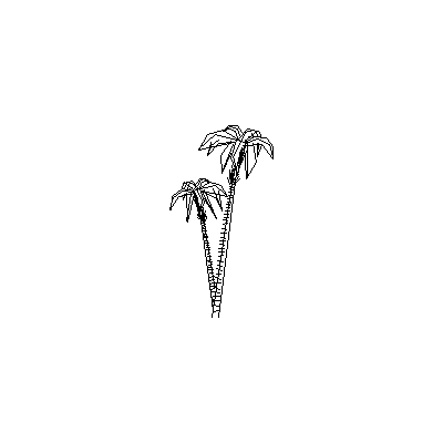 Palmera Tropical