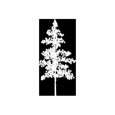 Arbol - conifera