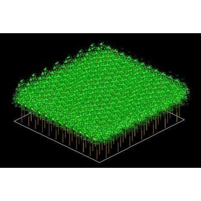 Forest plantation in 3d