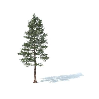 Arbol pino skp