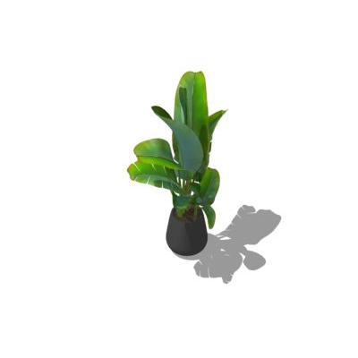 Plantas decorativas de interior texturizadas