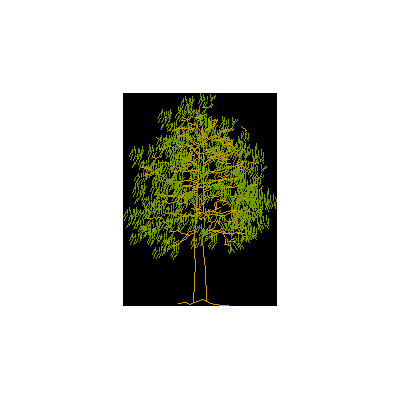 Arbol de mediano porte