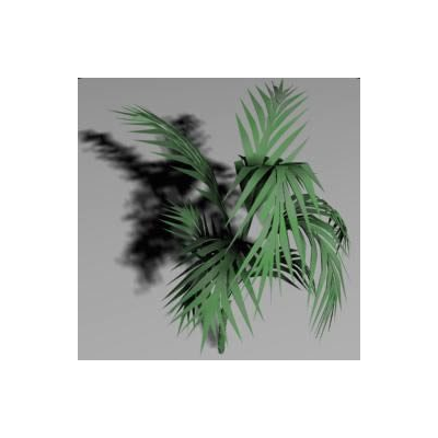 Palmera