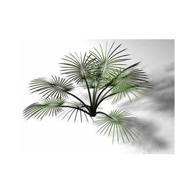 Palmera petiza